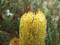 DSCF2704  B. croajingolensis photo taken at the  Banksia Farm, Mt Barker  on the 19/05/2014.