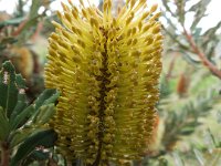 DSCF2705  B. croajingolensis photo taken at the  Banksia Farm, Mt Barker  on the 19/05/2014.
