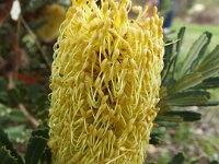 DSCF2706  B. croajingolensis photo taken at the  Banksia Farm, Mt Barker  on the 19/05/2014.