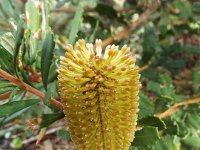 DSCF2707  B. croajingolensis photo taken at the  Banksia Farm, Mt Barker  on the 19/05/2014.