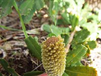 DSCF2708  B. croajingolensis photo taken at the  Banksia Farm, Mt Barker  on the 19/05/2014.