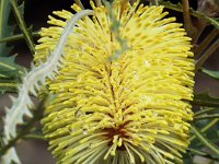 DSCF2373  B. elderiana photo taken at the  Banksia Farm, Mt Barker  on the 19/05/2014.