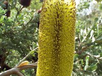 DSCF2590  B. epica photo taken at the  Banksia Farm, Mt Barker  on the 19/05/2014.