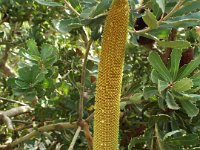 DSCF2592  B. epica photo taken at the  Banksia Farm, Mt Barker  on the 19/05/2014.