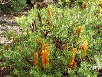 DSCF2568  B. ericifolia var ericifolia Limelight photo taken at the  Banksia Farm, Mt Barker  on the 19/05/2014.
