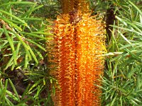 DSCF2569  B. ericifolia var ericifolia Limelight photo taken at the  Banksia Farm, Mt Barker  on the 19/05/2014.