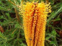 DSCF2394  B. ericifolia photo taken at the  Banksia Farm, Mt Barker  on the 19/05/2014.