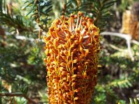 DSCF2627  B. ericifolia photo taken at the  Banksia Farm, Mt Barker  on the 19/05/2014.