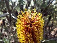 DSCF2628  B. ericifolia photo taken at the  Banksia Farm, Mt Barker  on the 19/05/2014.