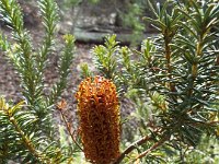 DSCF2629  B. ericifolia photo taken at the  Banksia Farm, Mt Barker  on the 19/05/2014.