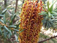 DSCF2630  B. ericifolia photo taken at the  Banksia Farm, Mt Barker  on the 19/05/2014.