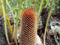 DSCF2598  B. gardneri var hiemalis photo taken at the  Banksia Farm, Mt Barker  on the 19/05/2014.