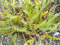 DSCF2600  B. gardneri var hiemalis photo taken at the  Banksia Farm, Mt Barker  on the 19/05/2014.