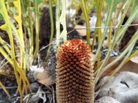 DSCF2601  B. gardneri var hiemalis photo taken at the  Banksia Farm, Mt Barker  on the 19/05/2014.