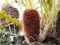 DSCF2602  B. gardneri var hiemalis photo taken at the  Banksia Farm, Mt Barker  on the 19/05/2014.