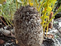 DSCF2603  B. gardneri var hiemalis photo taken at the  Banksia Farm, Mt Barker  on the 19/05/2014.
