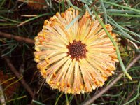 DSCF2558  B. grossa photo taken at the  Banksia Farm, Mt Barker  on the 19/05/2014.