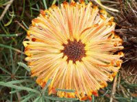 DSCF2559  B. grossa photo taken at the  Banksia Farm, Mt Barker  on the 19/05/2014.