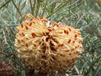 DSCF2560  B. grossa photo taken at the  Banksia Farm, Mt Barker  on the 19/05/2014.