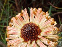 DSCF2561  B. grossa photo taken at the  Banksia Farm, Mt Barker  on the 19/05/2014.