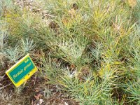 DSCF2562  B. grossa photo taken at the  Banksia Farm, Mt Barker  on the 19/05/2014.