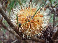 DSCF2404  B. incana photo taken at the  Banksia Farm, Mt Barker  on the 19/05/2014.