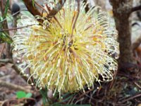 DSCF2406  B. incana photo taken at the  Banksia Farm, Mt Barker  on the 19/05/2014.