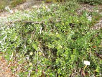 DSCF2593  B. integrifolia prostrate form photo taken at the  Banksia Farm, Mt Barker  on the 19/05/2014.