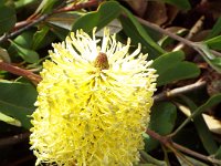 DSCF2595  B. integrifolia prostrate form photo taken at the  Banksia Farm, Mt Barker  on the 19/05/2014.