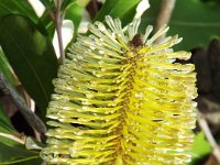 DSCF2596  B. integrifolia prostrate form photo taken at the  Banksia Farm, Mt Barker  on the 19/05/2014.