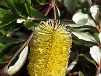DSCF2597  B. integrifolia prostrate form photo taken at the  Banksia Farm, Mt Barker  on the 19/05/2014.