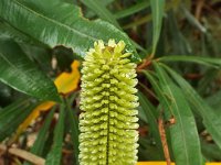 DSCF2433  B. integrifolia subsp. monticola photo taken at the  Banksia Farm, Mt Barker  on the 19/05/2014.