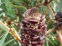 DSCF2434  B. integrifolia subsp. monticola photo taken at the  Banksia Farm, Mt Barker  on the 19/05/2014.