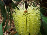 DSCF2435  B. integrifolia subsp. monticola photo taken at the  Banksia Farm, Mt Barker  on the 19/05/2014.