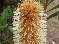 DSCF2535  B. integrifolia subsp. monticola photo taken at the  Banksia Farm, Mt Barker  on the 19/05/2014.