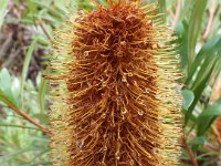 DSCF2536  B. integrifolia subsp. monticola photo taken at the  Banksia Farm, Mt Barker  on the 19/05/2014.