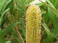 DSCF2537  B. integrifolia subsp. monticola photo taken at the  Banksia Farm, Mt Barker  on the 19/05/2014.