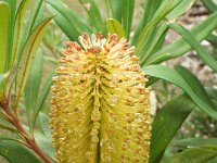 DSCF2538  B. integrifolia subsp. monticola photo taken at the  Banksia Farm, Mt Barker  on the 19/05/2014.