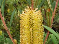 DSCF2539  B. integrifolia subsp. monticola photo taken at the  Banksia Farm, Mt Barker  on the 19/05/2014.