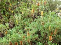 DSCF2540  B. integrifolia subsp. monticola photo taken at the  Banksia Farm, Mt Barker  on the 19/05/2014.