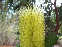 DSCF2375  B. integrifolia var. compar photo taken at the  Banksia Farm, Mt Barker  on the 19/05/2014.