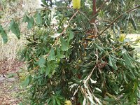 DSCF2376  B. integrifolia var. compar photo taken at the  Banksia Farm, Mt Barker  on the 19/05/2014.