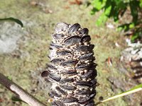 DSCF2552  B. integrifolia var. compar photo taken at the  Banksia Farm, Mt Barker  on the 19/05/2014.