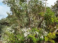 DSCF2553  B. integrifolia var. compar photo taken at the  Banksia Farm, Mt Barker  on the 19/05/2014.