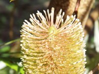DSCF2555  B. integrifolia var. compar photo taken at the  Banksia Farm, Mt Barker  on the 19/05/2014.