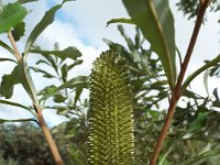 DSCF2556  B. integrifolia var. compar photo taken at the  Banksia Farm, Mt Barker  on the 19/05/2014.