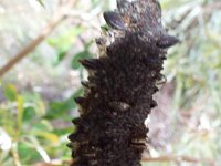 DSCF2557  B. integrifolia var. compar photo taken at the  Banksia Farm, Mt Barker  on the 19/05/2014.