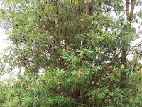 DSCF2436  B. integrifolia var. integrifolia photo taken at the  Banksia Farm, Mt Barker  on the 19/05/2014.