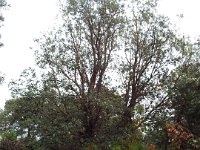 DSCF2437  B. integrifolia var. integrifolia photo taken at the  Banksia Farm, Mt Barker  on the 19/05/2014.