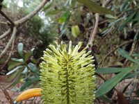 DSCF2438  B. integrifolia var. integrifolia photo taken at the  Banksia Farm, Mt Barker  on the 19/05/2014.